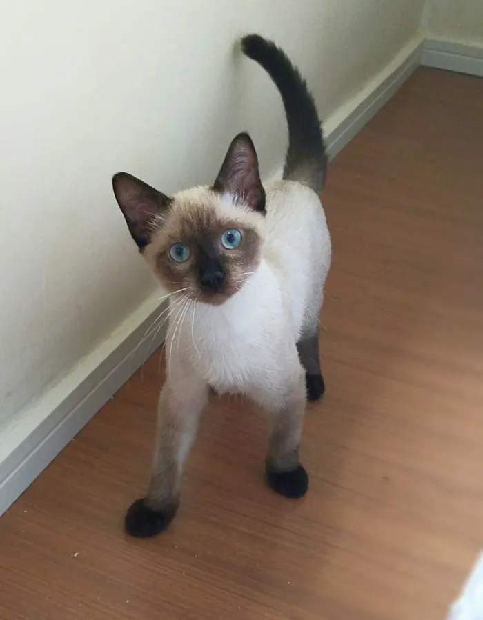 Gato raça srd idade 2 a 6 meses nome Lancelot