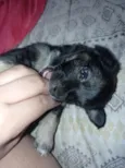Apolo 