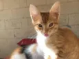 Simba