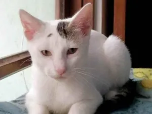 Gato raça SRD-ViraLata idade 2 a 6 meses nome Britania