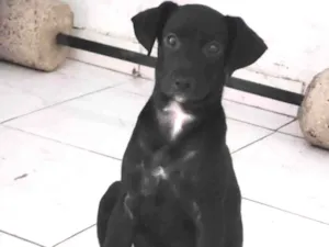 Cachorro raça SRD-ViraLata idade 2 a 6 meses nome Sirius