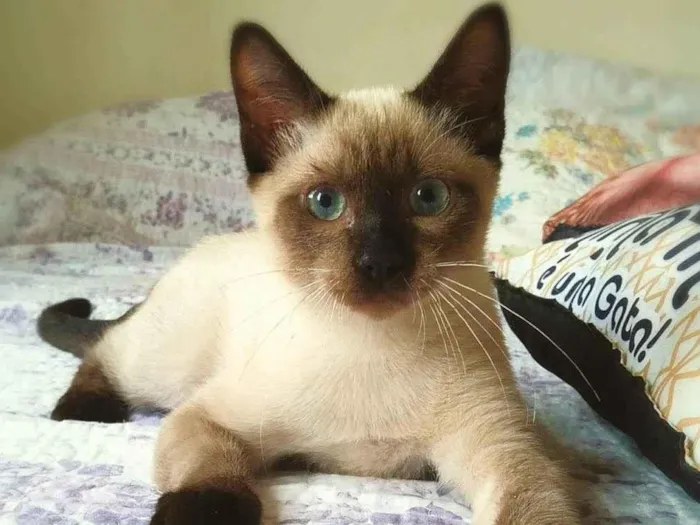 Gato raça srd idade 2 a 6 meses nome Lancelot