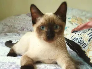 Gato raça srd idade 2 a 6 meses nome Lancelot