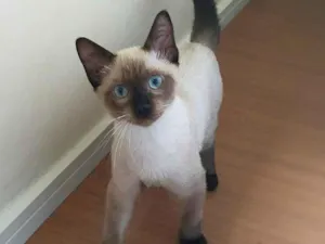 Gato raça srd idade 2 a 6 meses nome Lancelot