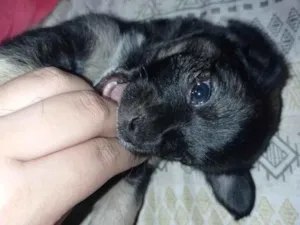Cachorro raça SRD-ViraLata idade Abaixo de 2 meses nome Apolo 