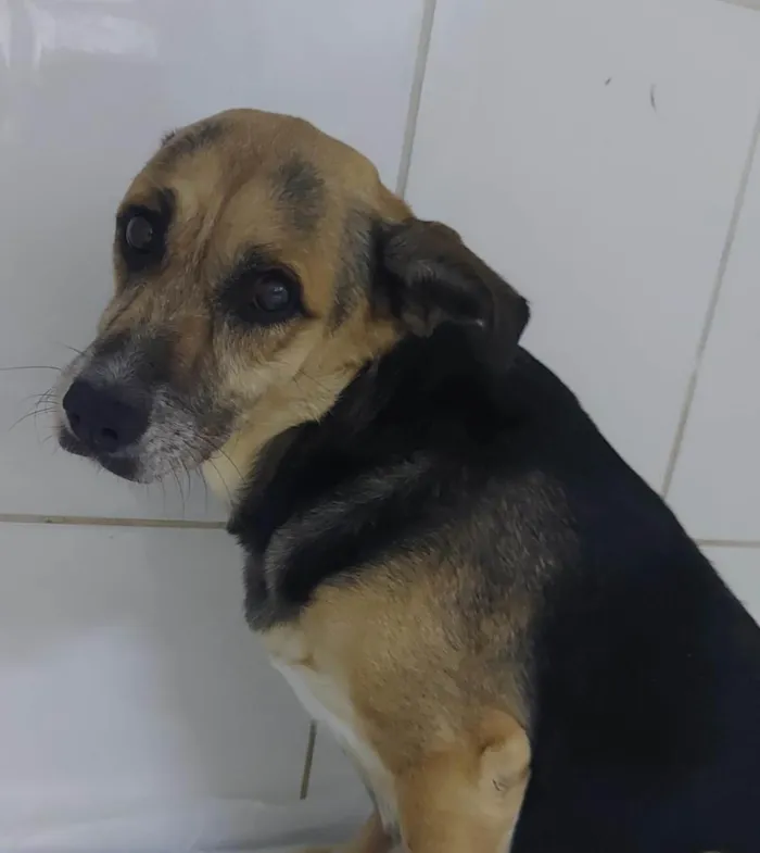 Cachorro ra a SRD-ViraLata idade 6 ou mais anos nome Laila