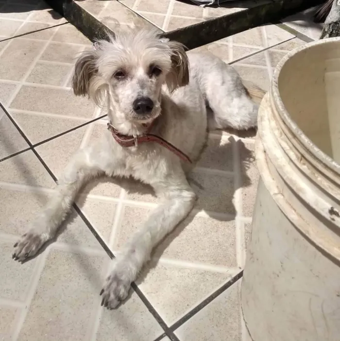 Cachorro ra a Poodle idade 1 ano nome Moça 