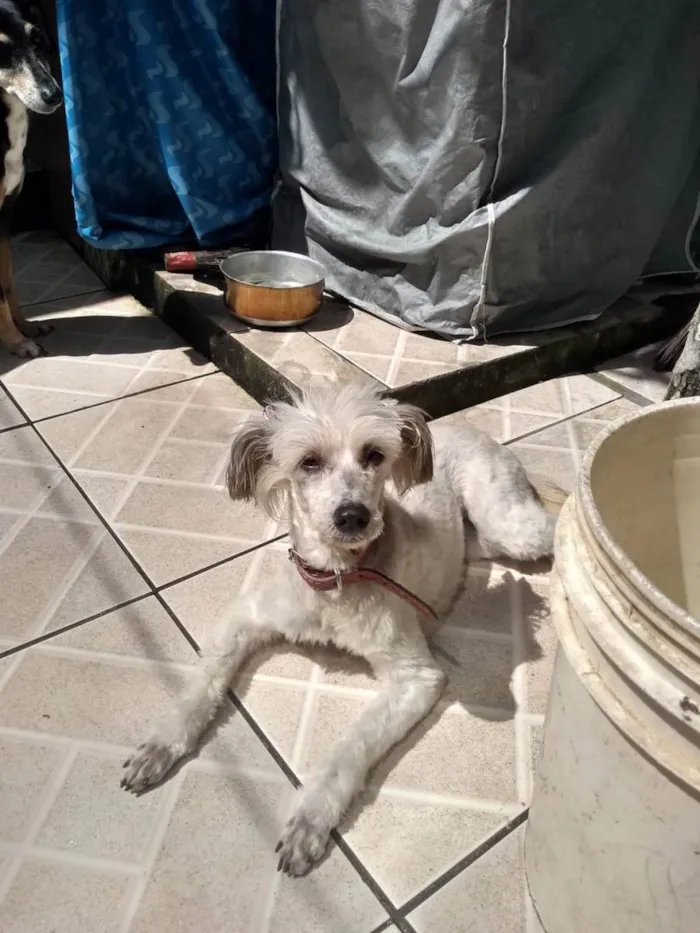 Cachorro ra a Poodle idade 1 ano nome Moça 