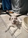 Moça