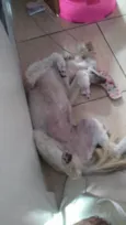 Moça