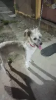 Moça