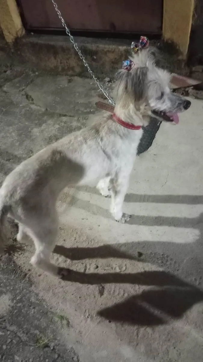 Cachorro ra a Poodle idade 1 ano nome Moça 