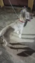 Moça