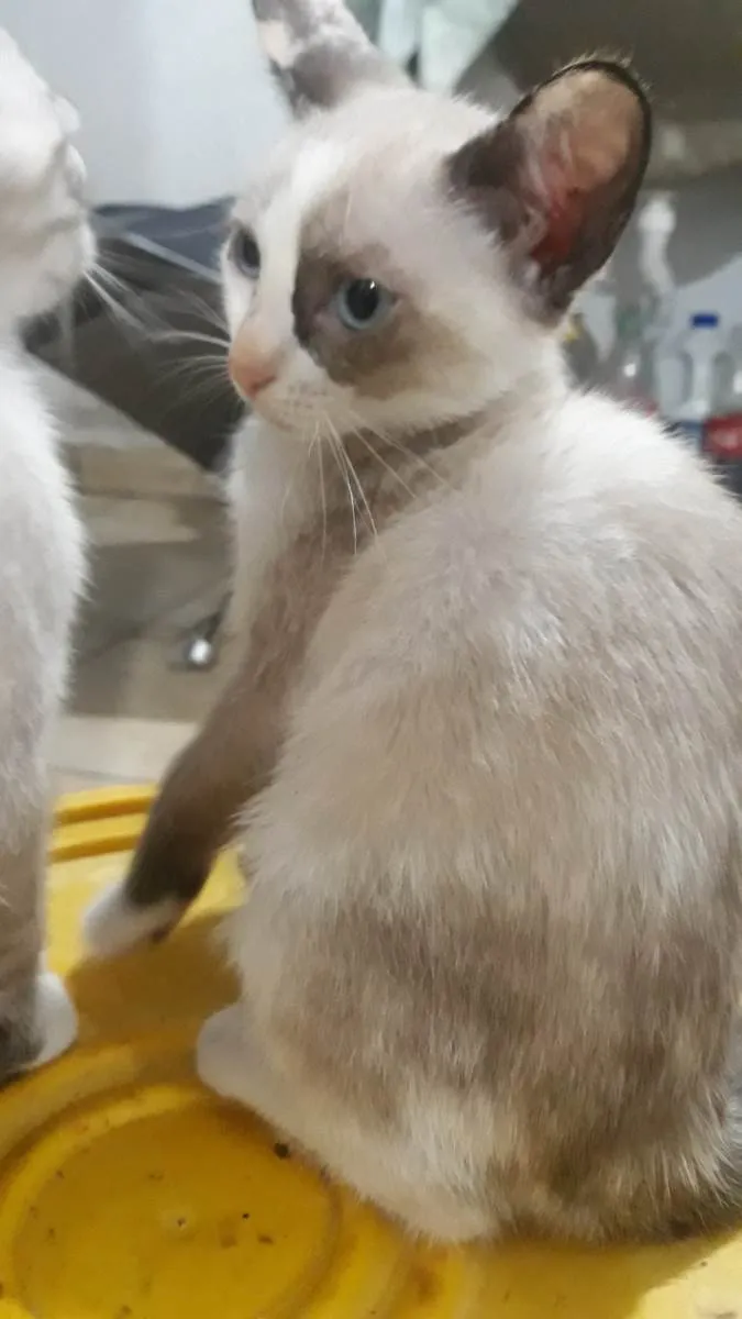 Gato ra a  idade Abaixo de 2 meses nome Léo, Diana 