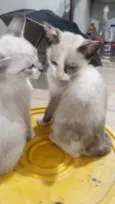 Léo, Diana 