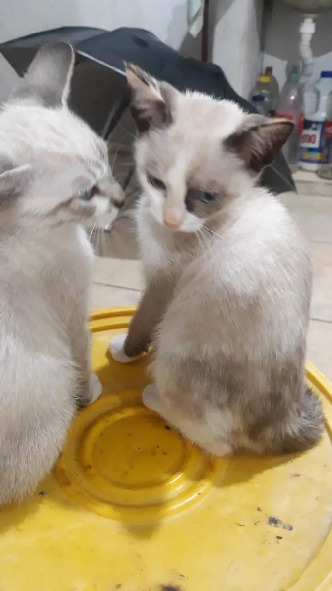 Gato ra a  idade Abaixo de 2 meses nome Léo, Diana 