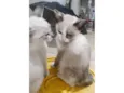 Léo, Diana 