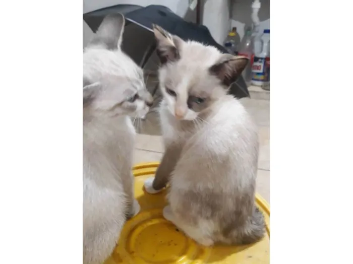 Gato ra a  idade Abaixo de 2 meses nome Léo, Diana 