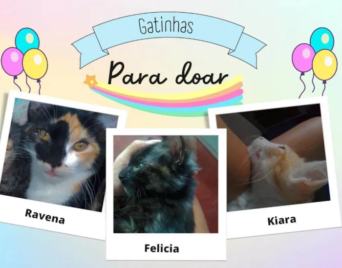 Gato ra a  idade 5 anos nome Felicia, ravena, kiara