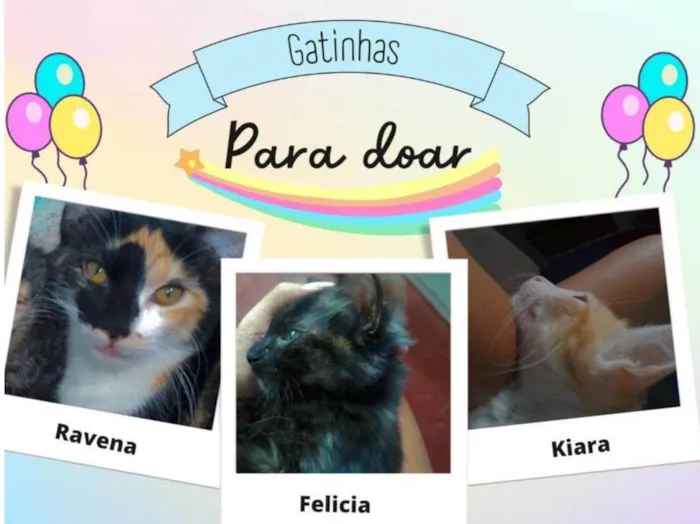 Gato ra a  idade 5 anos nome Felicia, ravena, kiara