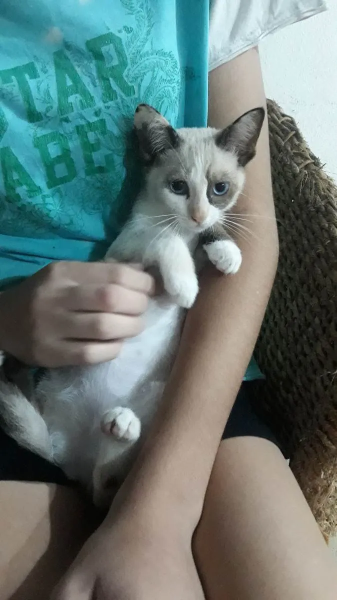 Gato ra a  idade Abaixo de 2 meses nome Léo, Diana 
