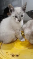 Léo, Diana 