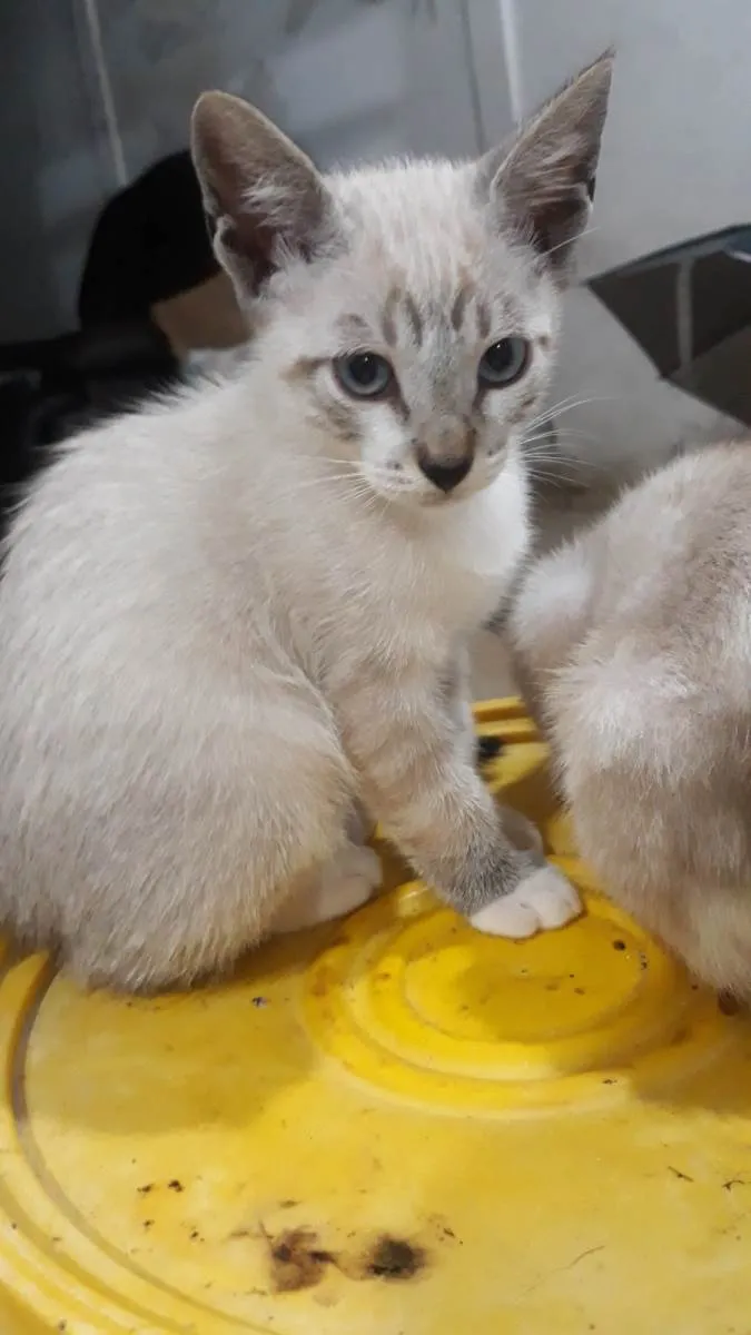 Gato ra a  idade Abaixo de 2 meses nome Léo, Diana 