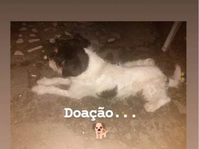 Cachorro ra a SRD-ViraLata idade 1 ano nome Max