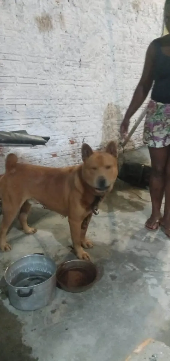 Cachorro ra a Shar pei idade 2 a 6 meses nome Urso