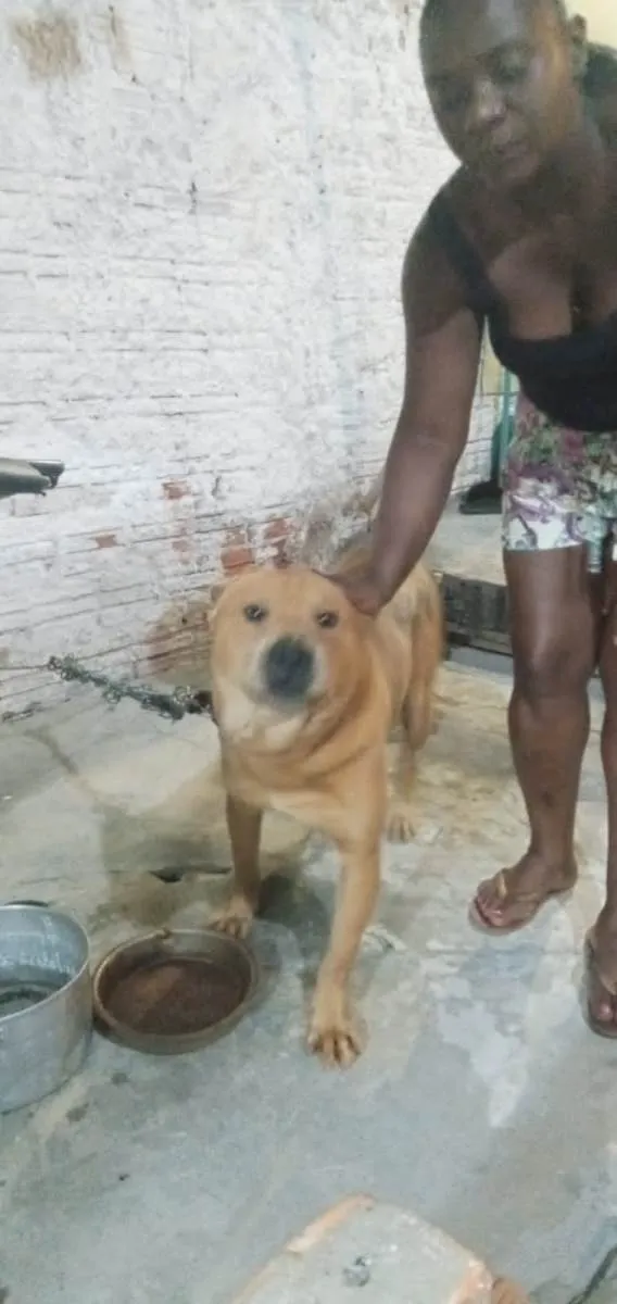 Cachorro ra a Shar pei idade 2 a 6 meses nome Urso