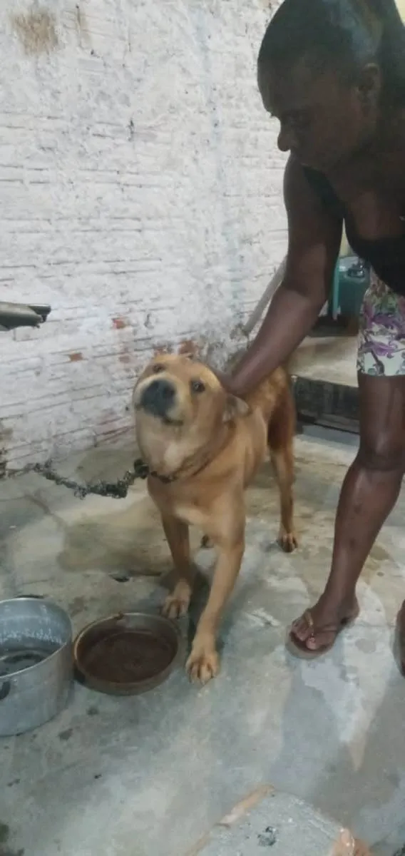 Cachorro ra a Shar pei idade 2 a 6 meses nome Urso