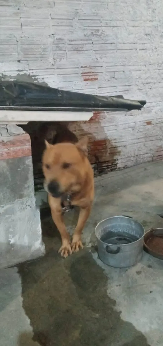 Cachorro ra a Shar pei idade 2 a 6 meses nome Urso