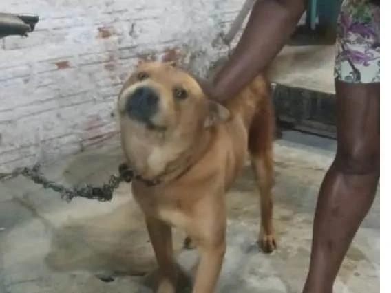 Cachorro ra a Shar pei idade 2 a 6 meses nome Urso