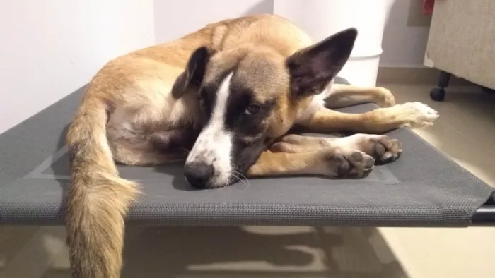 Cachorro raça SRD-ViraLata idade 7 a 11 meses nome Miguel 