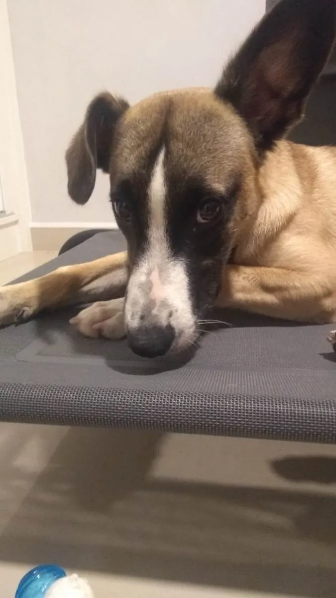 Cachorro raça SRD-ViraLata idade 7 a 11 meses nome Miguel 