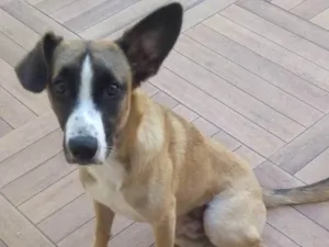 Cachorro raça SRD-ViraLata idade 7 a 11 meses nome Miguel 