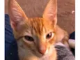 Simba