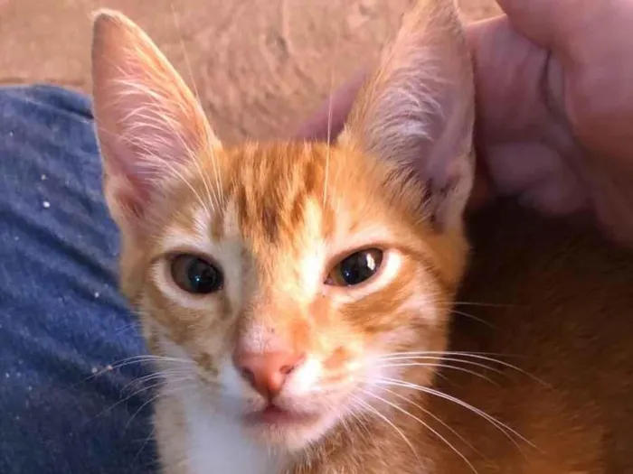 Gato ra a SRD idade 2 a 6 meses nome Simba