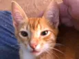 Simba