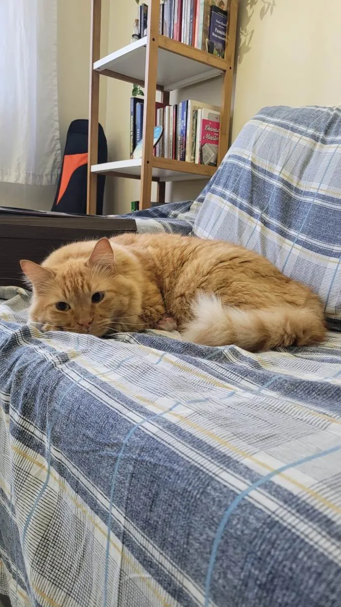 Gato ra a Indefinida  idade 2 anos nome Melo