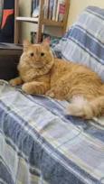 Melo
