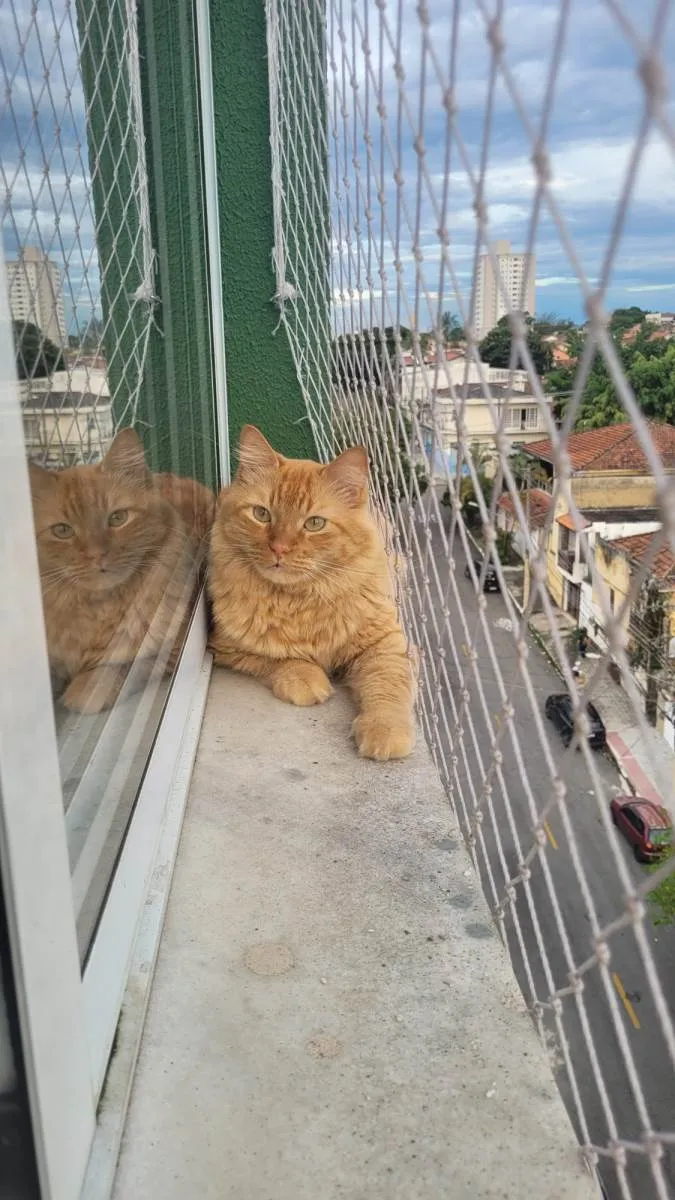 Gato ra a Indefinida  idade 2 anos nome Melo