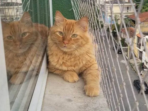 Gato ra a Indefinida  idade 2 anos nome Melo