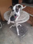 FLOQUINHO