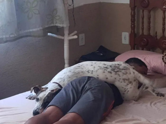 Cachorro ra a SRD idade 1 ano nome FLOQUINHO 