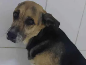 Cachorro raça SRD-ViraLata idade 6 ou mais anos nome Laila