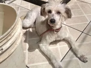 Cachorro raça Poodle idade 1 ano nome Moça 