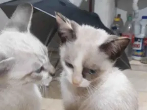 Gato raça  idade Abaixo de 2 meses nome Léo, Diana 