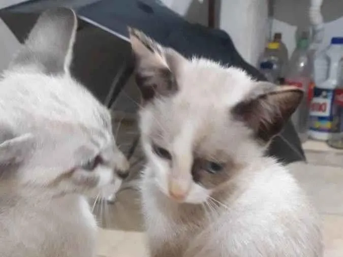 Gato ra a  idade Abaixo de 2 meses nome Léo, Diana 