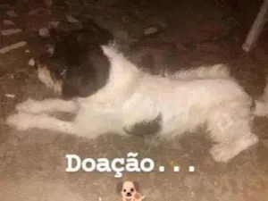 Cachorro raça SRD-ViraLata idade 1 ano nome Max